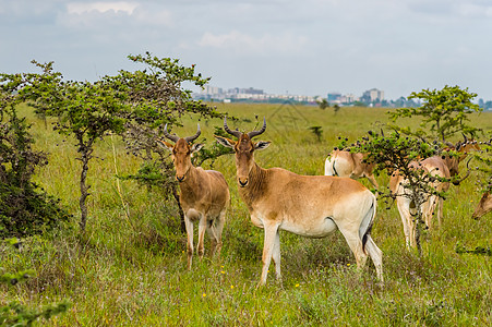 希拉穆仁大草原在内罗毕大草原的希拉拉斯草原上放牧背景