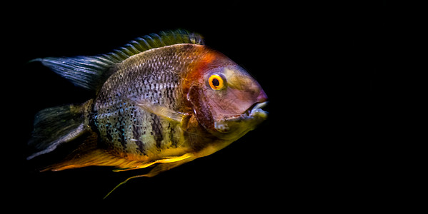 来自南美洲奥米诺科河的广受欢迎的热带水族馆宠物 一种黑色背景的黑皮薄带图片