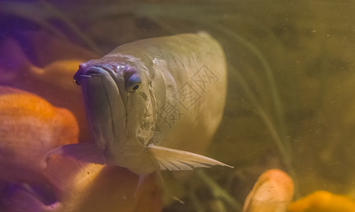 一种流行的观赏水族馆宠物 来自美洲亚马孙盆地的热带鱼类图片