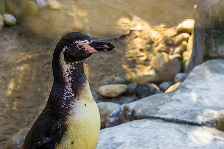 可爱的紧贴企鹅的脸庞 太平洋海岸一只水鸟的肖像画图片