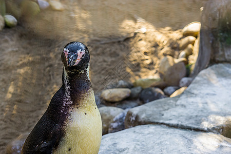 一只滑稽的哈姆博尔德企鹅紧紧地看着镜头 鸟脸被闭着 来自太平洋海岸的脆弱动物受到威胁图片