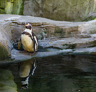 站在水面的岩石上 水反射 太平洋海岸的易受攻击的水鸟 这只小企鹅在湖边图片