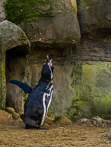 有趣的洪堡企鹅尖叫着发出刺耳的声音 来自太平洋沿岸的水鸟 威胁着动物物种图片