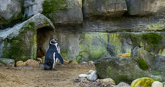 可爱的洪堡企鹅站在他的洞穴前 威胁着处于脆弱状态的水鸟 来自太平洋沿岸的动物图片