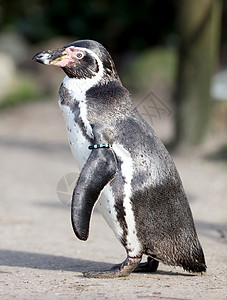 被囚禁的Pinguin岩石异国游泳情调海洋野生动物支撑企鹅燕尾服斗争图片