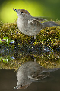 黑咖啡 在饮用喷泉中饮用镜子野生动物眼睛镜面反射羽毛鸟类黑帽子账单翅膀图片
