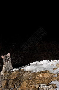常见基因  西班牙的吉纳塔格涅塔 在雪地岩石上主题孤独秘密食肉碎石荒野捕食者黑暗猎人粪便图片