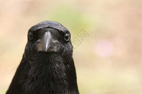 雷文  科沃斯 Corax 眼睛 头和嘴的肖像动物群航班羽毛歌鸟清道夫植物乌鸦野生动物荒野鸟类图片