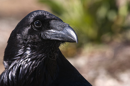 雷文  科沃斯 Corax 眼睛 头和嘴的肖像死亡移民观鸟清道夫迁移翅膀动物群乌鸦野生动物鸟类图片