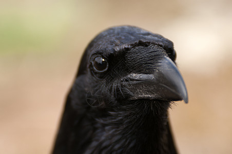 雷文  科沃斯 Corax 眼睛 头和嘴的肖像动物群航班死亡歌鸟荒野移民观鸟乌鸦野生动物清道夫图片