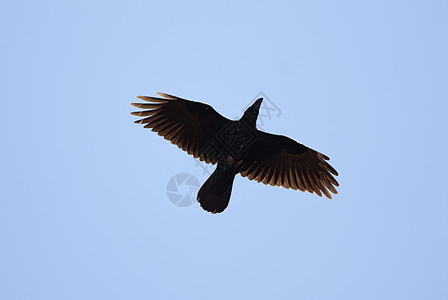 雷文 - 科沃斯 Corax 飞向蓝天图片