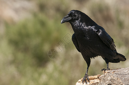 雷文  科沃斯 Corax 肖像等待在岩石上荒野观鸟羽毛迁移死亡眼睛野生动物动物群乌鸦鸟类图片