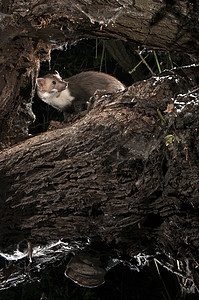 石石马腾  玛尔特foina 在树枝之间 诺克猎物毛皮植物森林哺乳动物鼬科多面手生物学黄鼠狼打猎图片