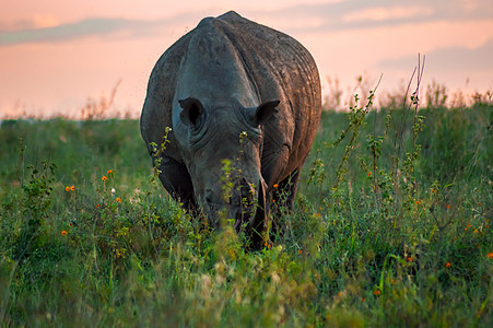 内罗毕大草原上的白犀牛大草原喇叭犀牛公园濒危动物群野生动物模拟荒野旅游图片