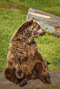 熊在草坪上真熊食肉哺乳动物亚纲棕熊荒野大动物动物散步棕色图片