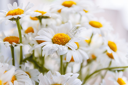 黄色中心的白色雏菊背景宏观洋甘菊窗户花园花束甘菊季节植物树叶桌子图片