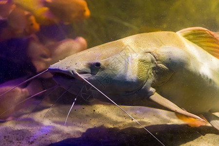红色尾尾鱼的面部 紧闭着一条红尾鱼 美洲河流上大型知名鱼类图片