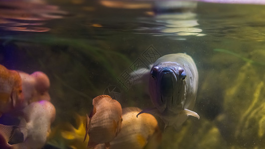 在水中游泳的热带长鱼 流行的装饰性水族馆宠物 我非常喜欢这种动物图片