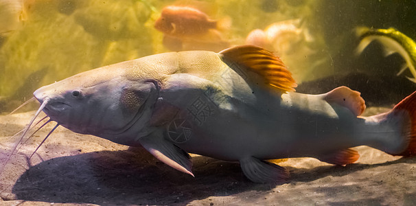 白色红尾尾尾鱼 水产养殖业和渔业运动中流行的鱼类 来自美洲亚马松盆地的热带大鱼图片