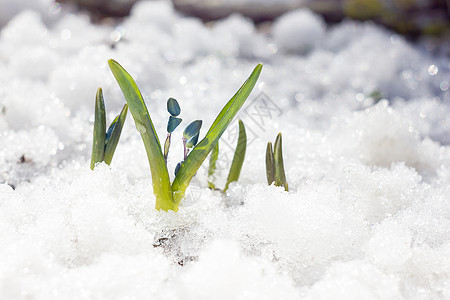 蓝雪滴 春天的第一朵花背景蓝花宏观生长花瓣季节植物学森林蓝色植物群图片