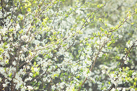 开花的春树 紧贴生态蓝色天空樱花花瓣植物学墙纸晴天园艺太阳图片