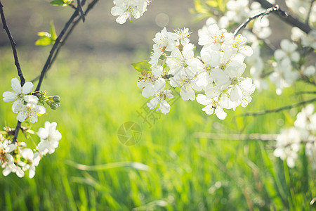 开花的春树 紧贴晴天植物学花瓣花园太阳蓝色墙纸天空季节植物群图片