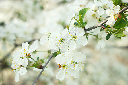 开花的春树 紧贴花瓣季节晴天花园植物群阳光墙纸蓝色生态樱花图片