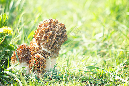 青草中的蘑菇 三间蘑菇房图片