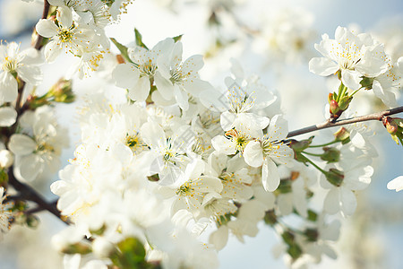 开花的春树 紧贴阳光天空花瓣晴天宏观花园墙纸樱花园艺植物群图片