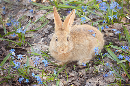 棕色毛兔在兔子农场野兔动物森林婴儿动物群空地晴天蓝色图片