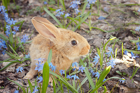 棕色毛兔在毛皮空地动物耳朵小动物野兔动物群场地蓝色草地图片