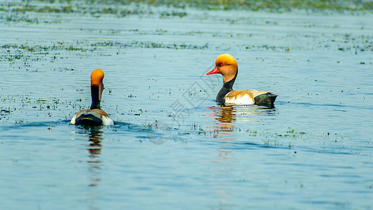 印度奥迪沙(Odisha)Chilka湖鸟类保护区一排游泳 校对 Soup图片