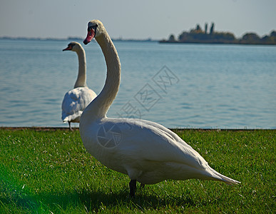 白天鹅站在草地上 背着湖图片