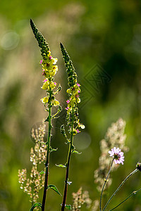 绿色田野上的野生农村花朵玉米野花晴天花瓣植物草地荒野环境场地谷物图片