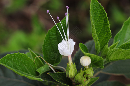 白花在植物里 紧贴着一朵白花图片