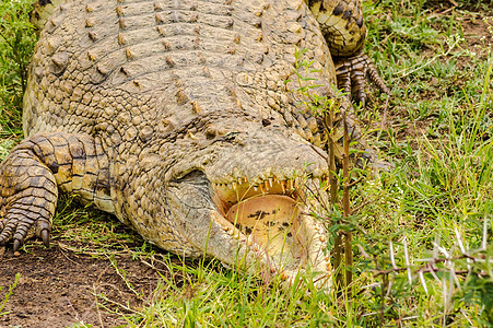 内罗毕公园的鳄鱼嘴张开爬虫危险荒野绿色生物矮人食肉白色皮肤动物图片