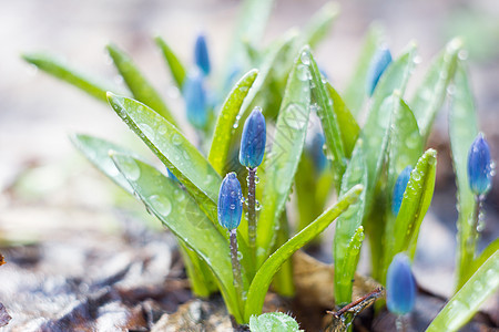 蓝雪滴 春天的第一朵花草地森林蓝花季节雪花花朵花园叶子背景植物学图片