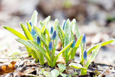 蓝雪滴 春天的第一朵花蓝色花园植物生长宏观植物群花束草地叶子雪花图片