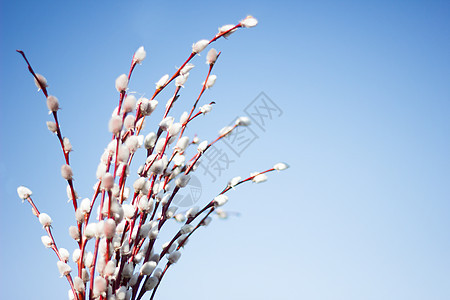 一束花朵的花朵 对抗蓝天 柳树露图片