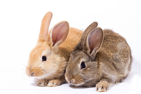 两只小红兔子 分离野生动物哺乳动物耳朵农场野兔动物朋友们婴儿毛皮宠物图片