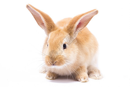 小红毛兔 分离宠物兔子生物毛皮耳朵工作室哺乳动物农场新生动物图片