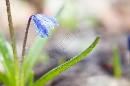 蓝雪滴 春天的第一朵花生长雪花植物花束蓝花森林植物群叶子花朵草地图片