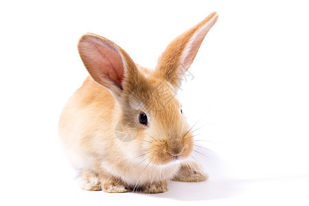 小红毛兔 分离兔子婴儿生物农场哺乳动物头发宠物动物新生耳朵图片