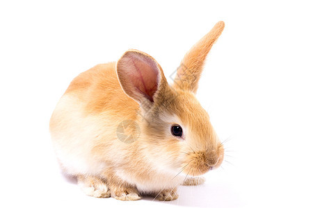 小红毛兔 分离兔子毛皮婴儿动物头发农场哺乳动物工作室生物新生图片