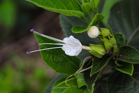 花园里的白花装饰设计叶子风格墙纸花朵宏观种子植物插花图片