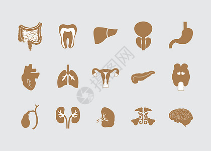 人体器官的平面图标 医疗元件图片