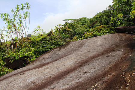 山地景观 山坡上的绿色热带树林植物绿色植物农业爬坡道高地群落环境木头海洋天空图片