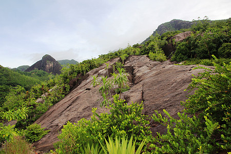 山地景观 山坡上的绿色热带树林植物场地山脉丛林农业绿色植物天空群落生物气候图片