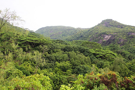 山地景观 山坡上的绿色热带树林种植园群落海洋丛林天空高地生物木头农业爬坡道图片