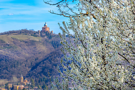 意大利圣卢卡科利博洛涅西地区 春天的黑角树本底图片